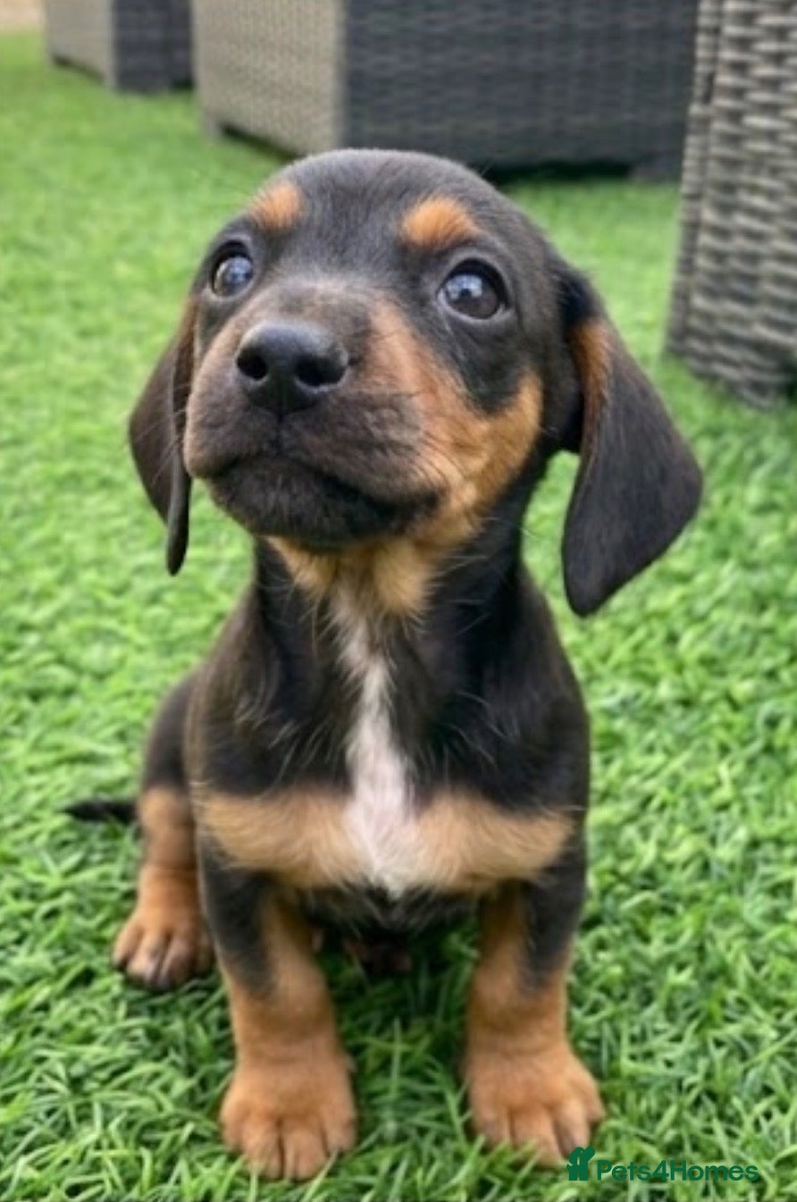 Jackshund dogs Beautiful litter of jackshund puppies - Advert 1