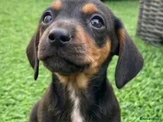 Jackshund dogs Beautiful litter of jackshund puppies - Advert 1