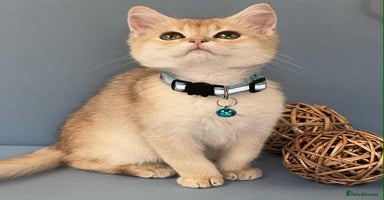 British Shorthair cats - Advert 1