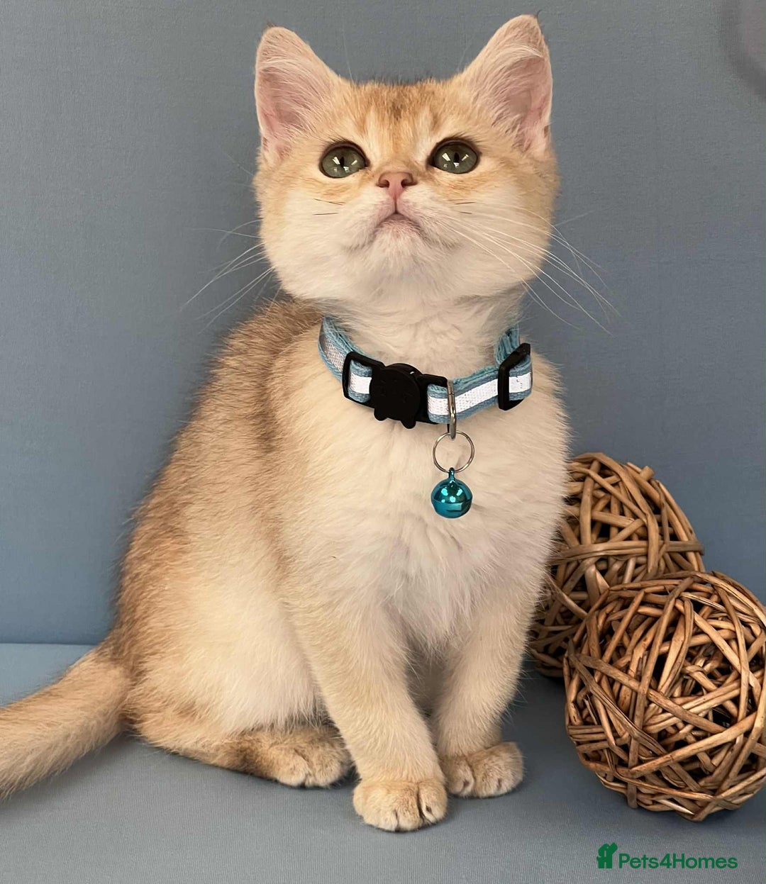 British Shorthair cats for sale: 🫶GCCF - NY12 Golden British Shorthair kittens 🫶 - Image 6