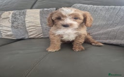 Cockapoo dogs for sale: F1 cockapoo - Ready Now - Image 12