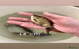 Other/Mixed Breed fish for sale: 7 outside fish  - Image 7