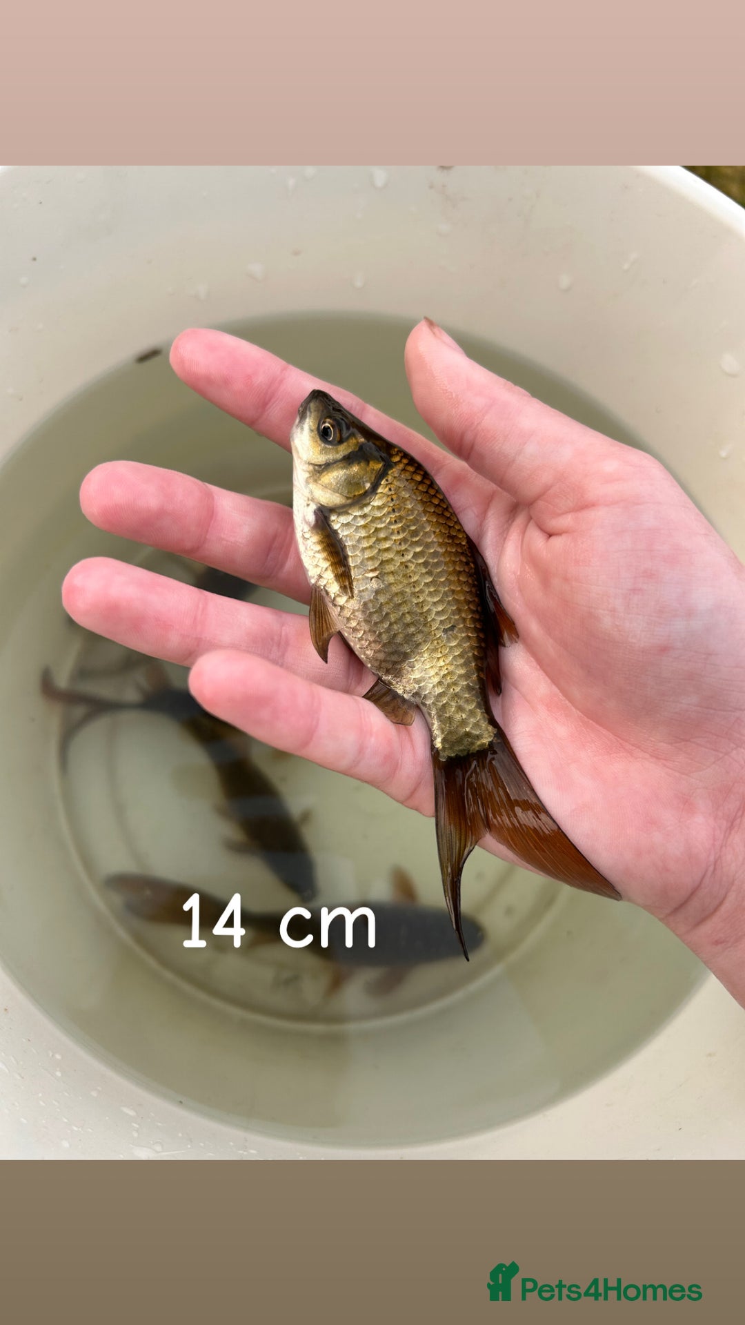 Other/Mixed Breed fish for sale: 7 outside fish  - Image 7