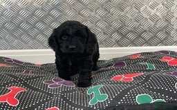 Cockapoo dogs for sale: F1 Cockapoo puppies for sale  - Image 19