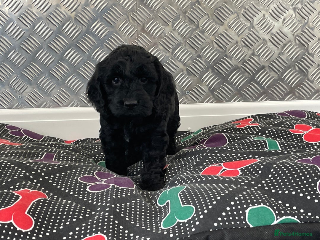 Cockapoo dogs for sale: F1 Cockapoo puppies for sale  - Image 19