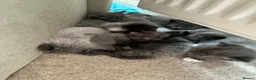 Mixed Breed cats for sale: Grey Kittens - Advert 20