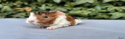 Guinea Pig rodents for sale: Baby guinea pigs  - Advert 2