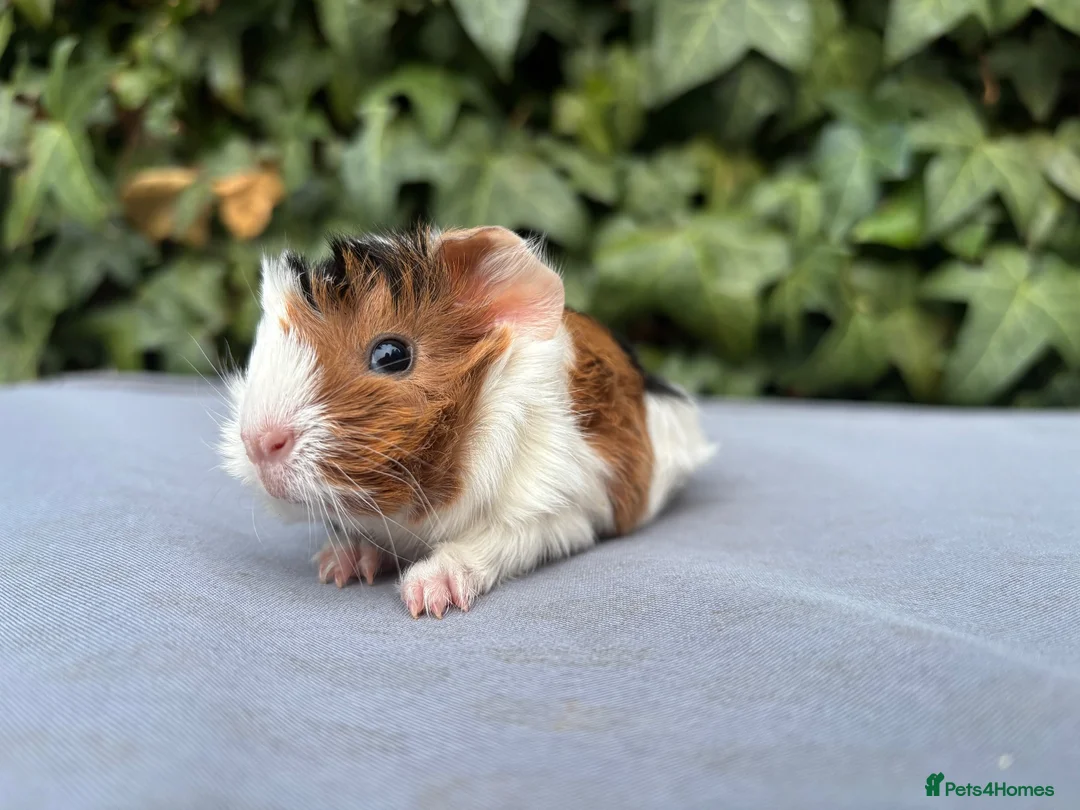 Guinea Pig rodents for sale: Baby guinea pigs  - Advert 2