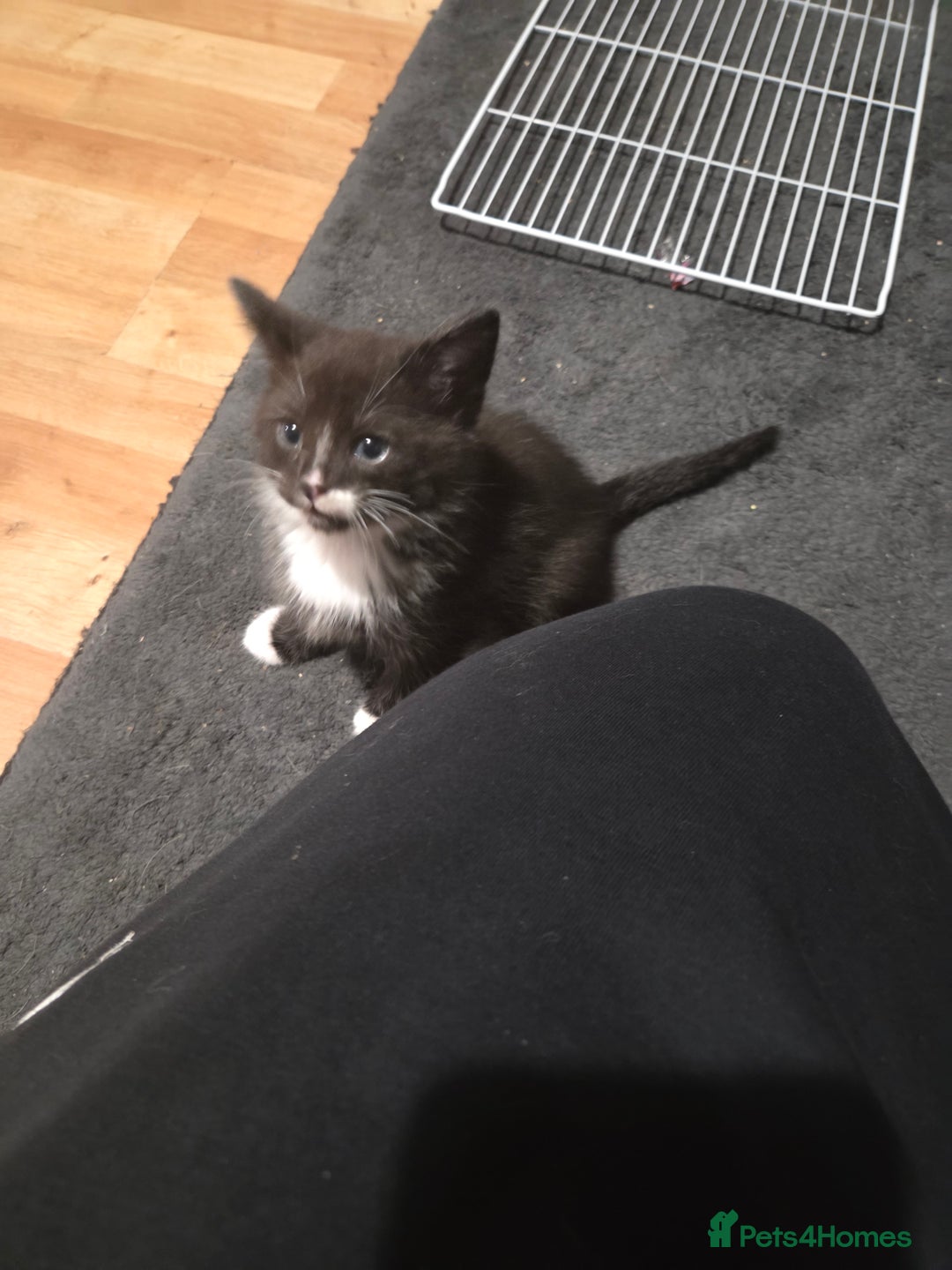 Mixed Breed cats for sale: 3 Gorgeous Male Kittens Looking for Forever Homes - Advert 6