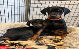 Dobermann dogs for sale: ⭐️ Pregnancy confirmed FULL EUROPEAN DOBERMANN ⭐️ - Image 23