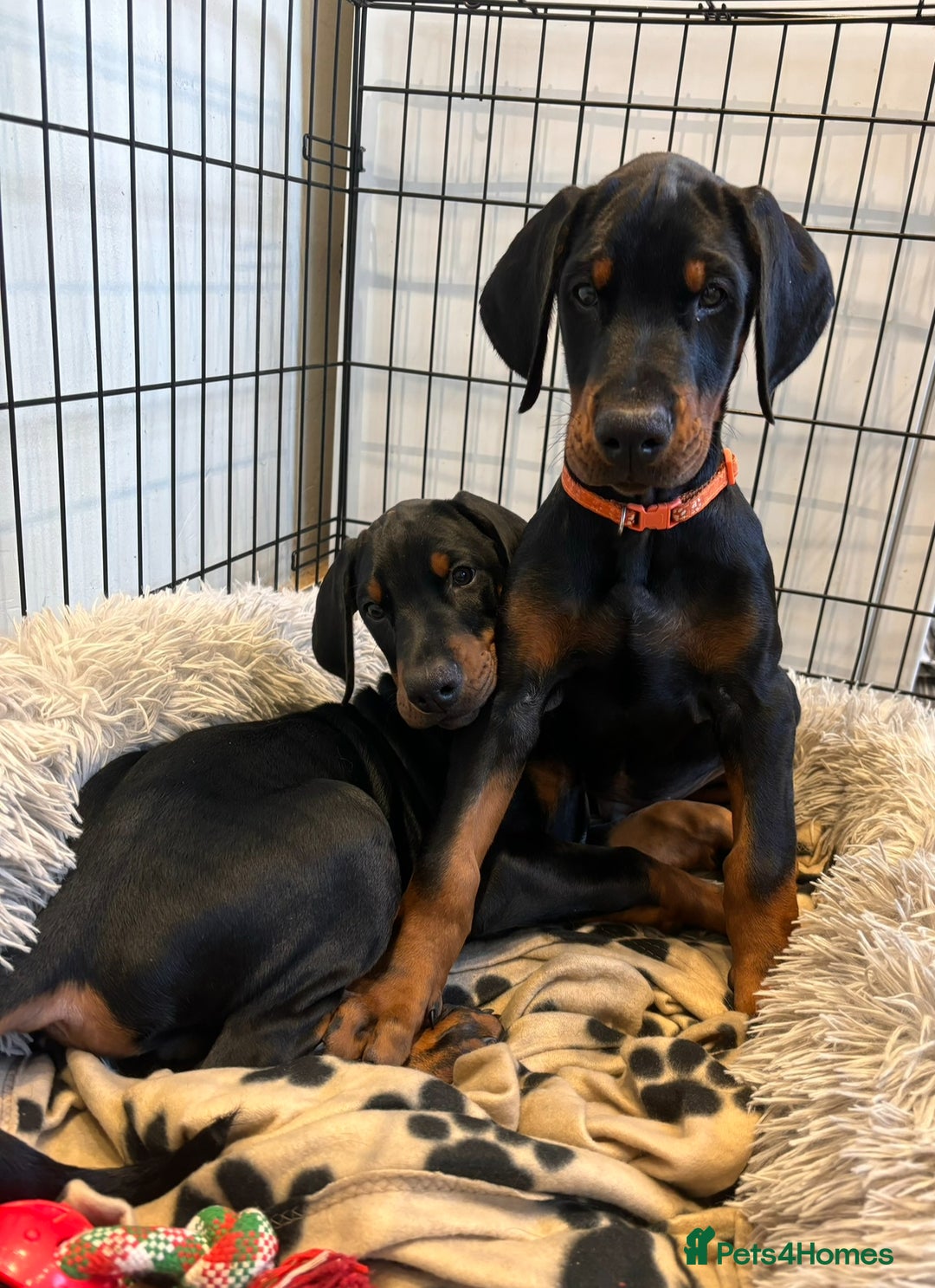Dobermann dogs for sale: ⭐️ Pregnancy confirmed FULL EUROPEAN DOBERMANN ⭐️ - Image 23