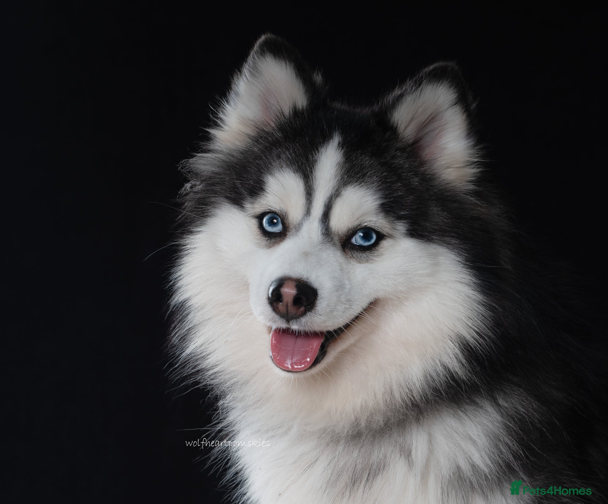 Pomsky dogs F3 6.8kg Pomsky Stud silver/white, health tested  - Advert 5