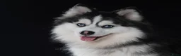 Pomsky dogs for stud: F3 6.8kg Pomsky Stud silver/white, health tested  - Advert 3