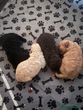 Miniature Poodle dogs - Advert 15