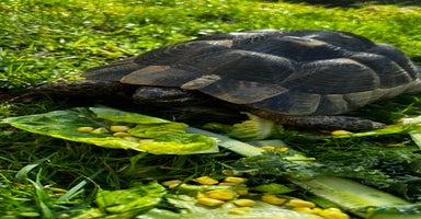 Tortoise reptiles - Advert 12