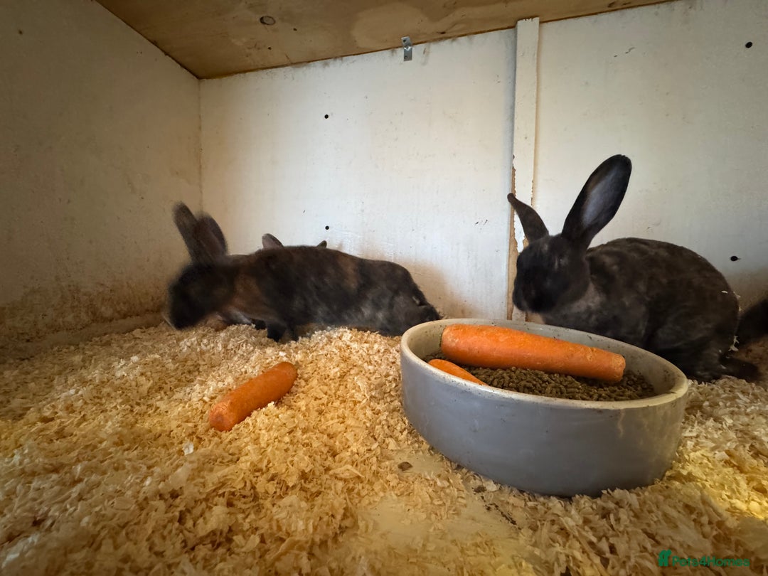 Rex rabbits for sale: Pure Rex baby rabbits  - Image 3