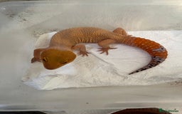 Leopard Gecko reptiles for sale: 1 year old Mandarin Leopard Ghecko Female - Advert 5