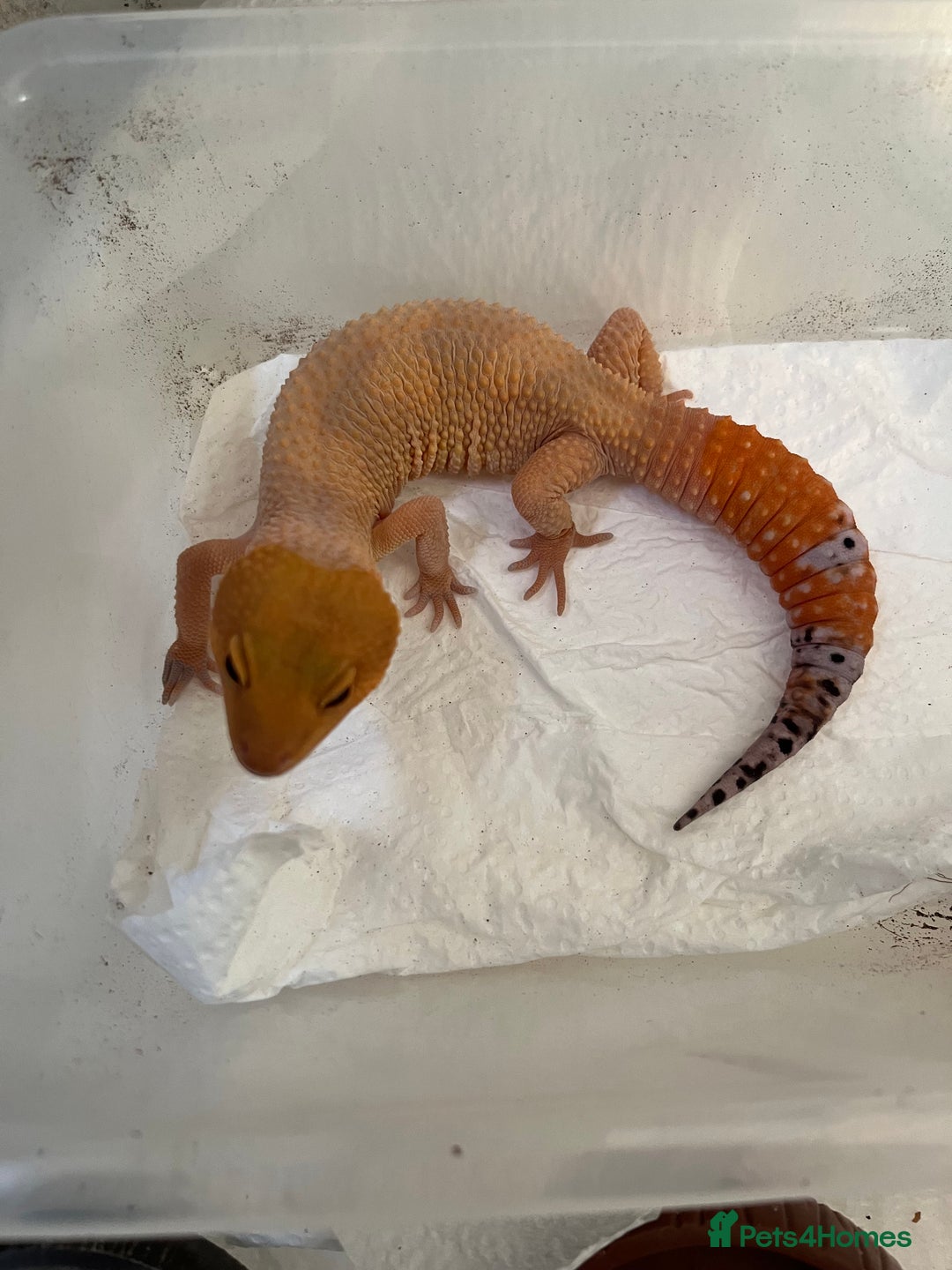 Leopard Gecko reptiles for sale: 1 year old Mandarin Leopard Ghecko Female - Advert 5