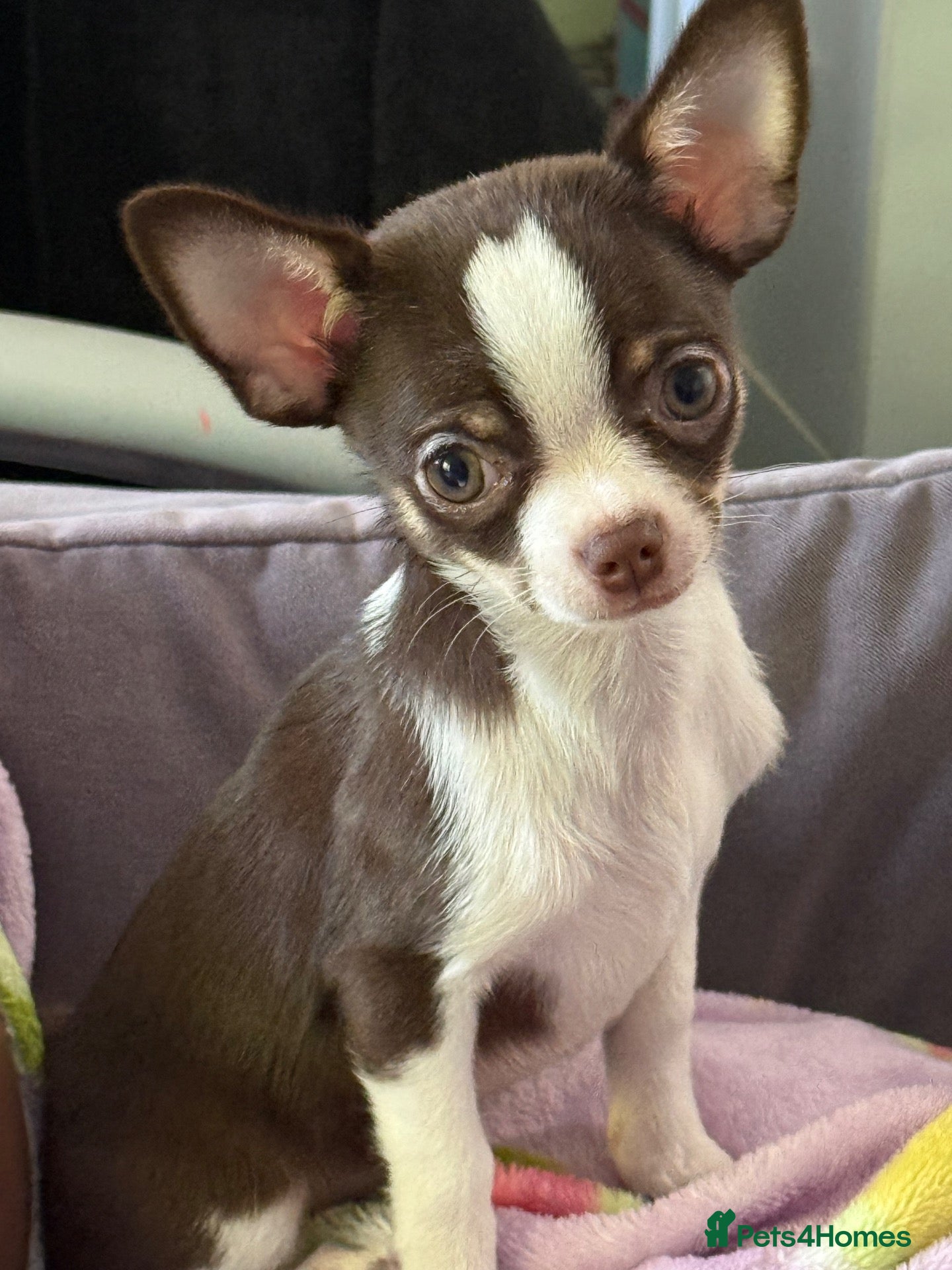 Chihuahua dogs for sale:  Beautiful Tiny Chihuahu Girl  - Advert 12