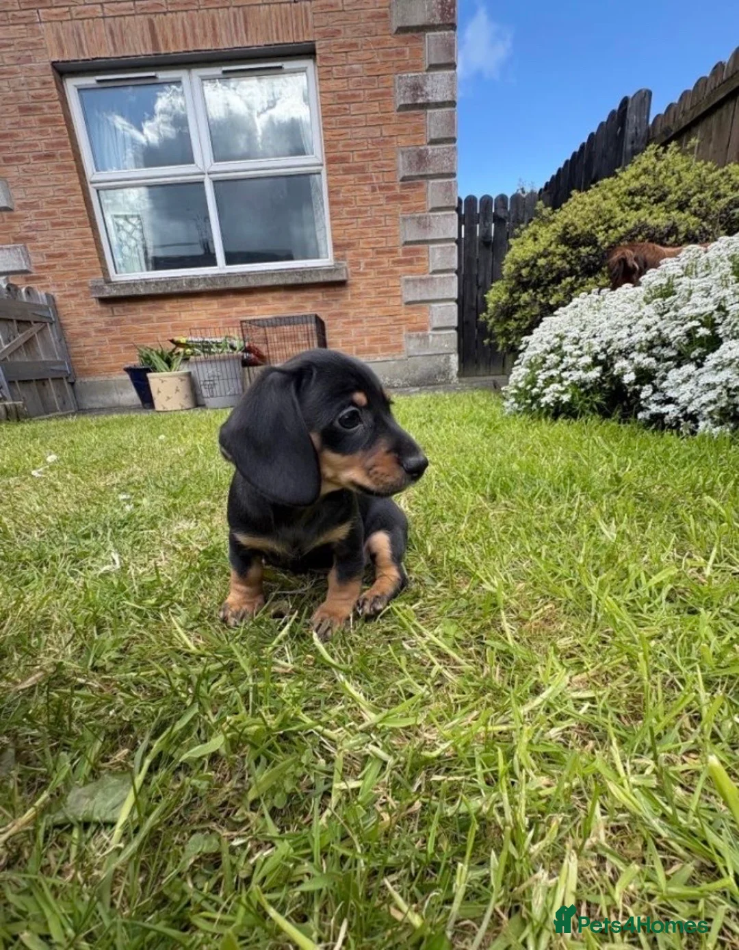 Dachshund dogs for sale: 4 mini dachshund puppies - Advert 6