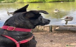 Mixed Breed dogs for sale: German Shepherd x Cane Corso - Image 8