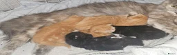 Mixed Breed cats for sale: Beautiful kittens ( ginger girls)  - Advert 3