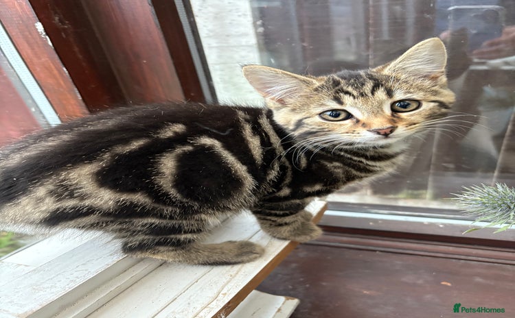 Domestic Shorthair cats - Advert 1