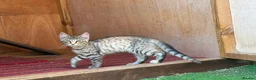 Mixed Breed cats for sale: Maine coon X bengal kitten - Advert 2