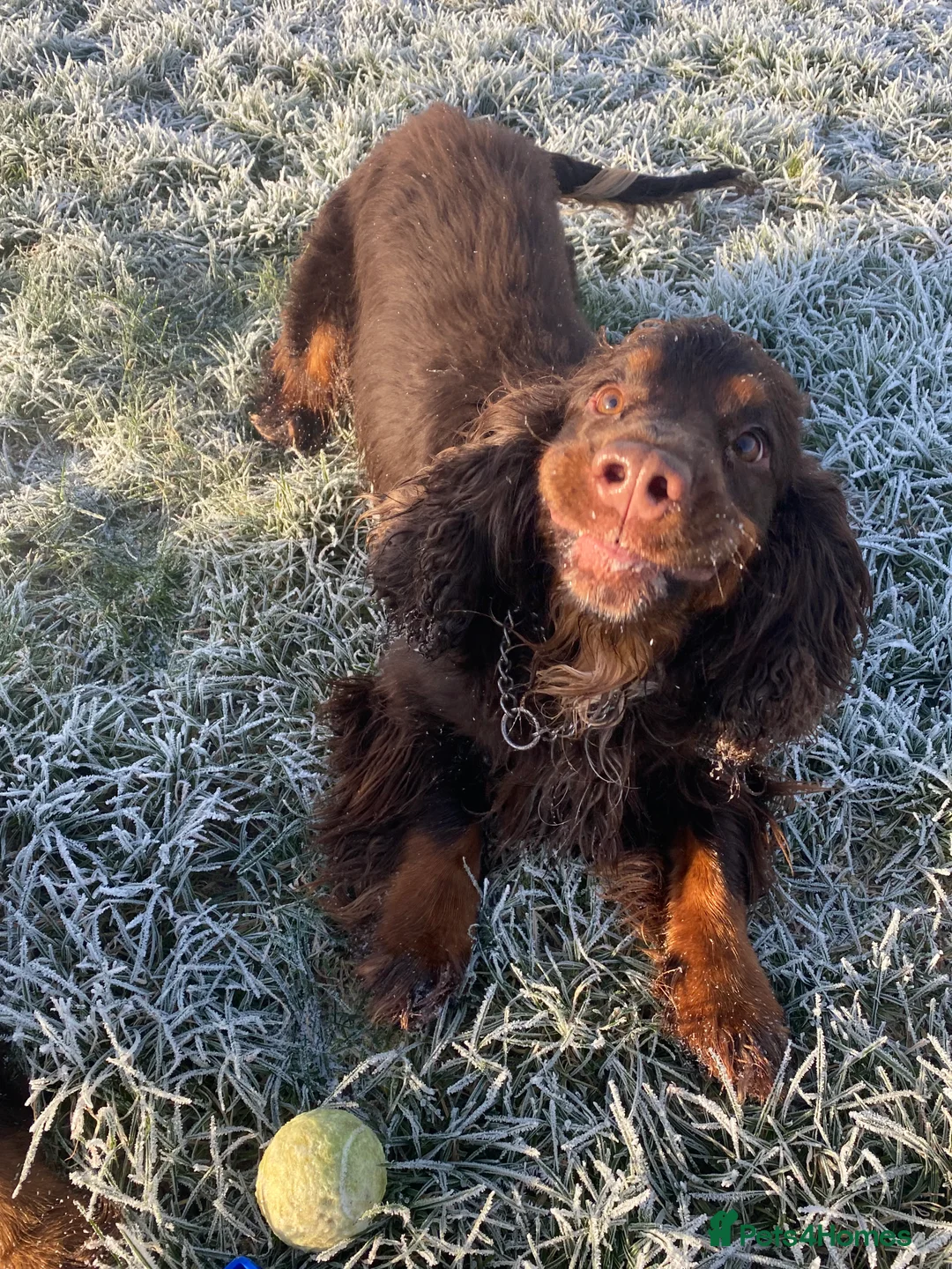 Sprocker dogs for stud: PROVEN SPROCKER SPANIEL - Advert 15