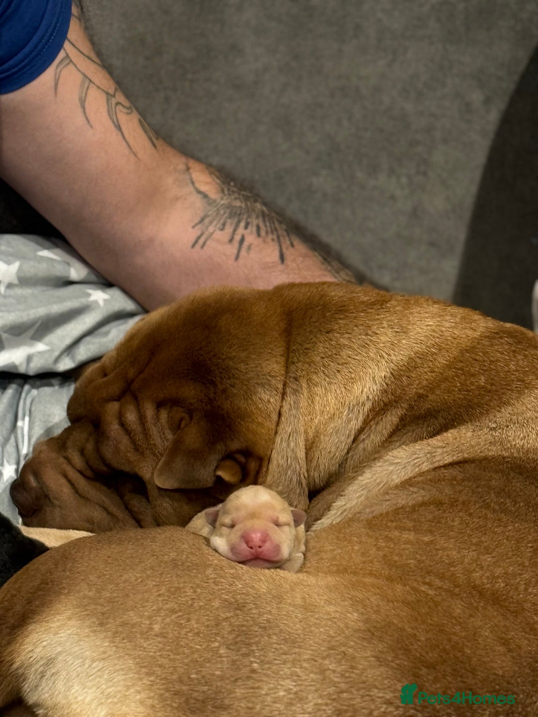 Shar Pei dogs for sale: Bear Coat Shar Pei’s - Advert 3