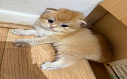 British Shorthair cats for sale: GCCF reg BSH & LH Chocolate & Black Golden Kittens - Image 29
