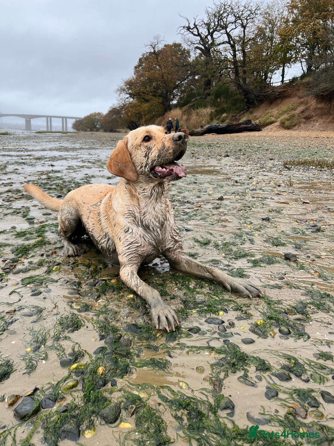 Labrador Retriever dogs for sale: Sensitive and Devoted Labrador  - Image 8