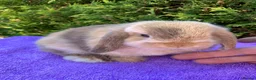 Mini Lop rabbits for sale: Gorgeous purebred baby mini lops ready to reserve - Advert 3