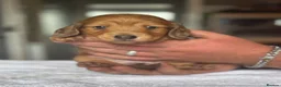 Miniature Dachshund dogs for sale: Beautiful long hairs mini dachunds  - Advert 15