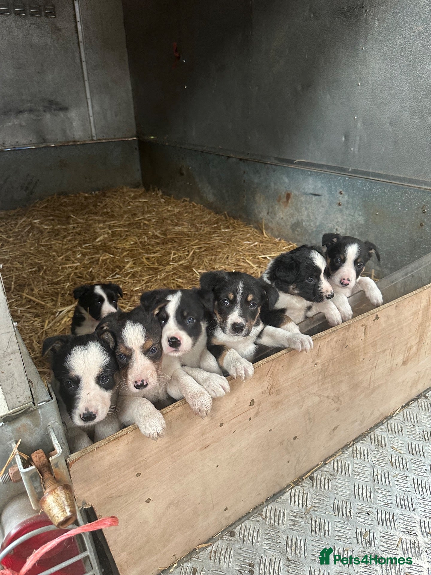 Border Collie dogs Border Collies - Advert 15