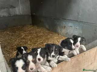 Border Collie dogs Border Collies - Advert 1