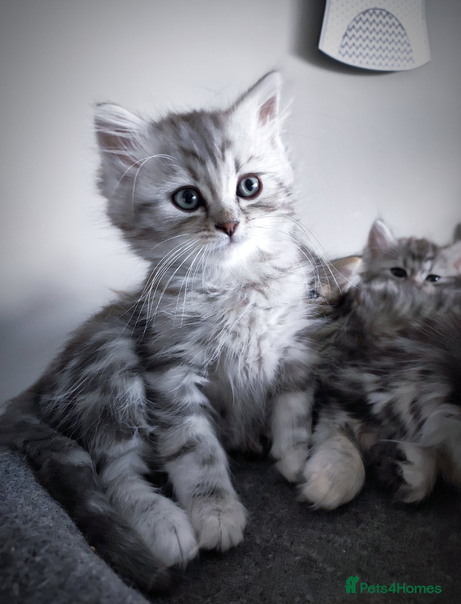 Siberian cats 🐾 Stunning Siberian cross Maine Coon Kittens 🐾 - Advert 2