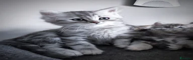 Kitten 2: Socksy