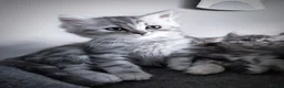 Siberian cats for sale: 🐾 Stunning Siberian cross Maine Coon Kittens 🐾 - Advert 2