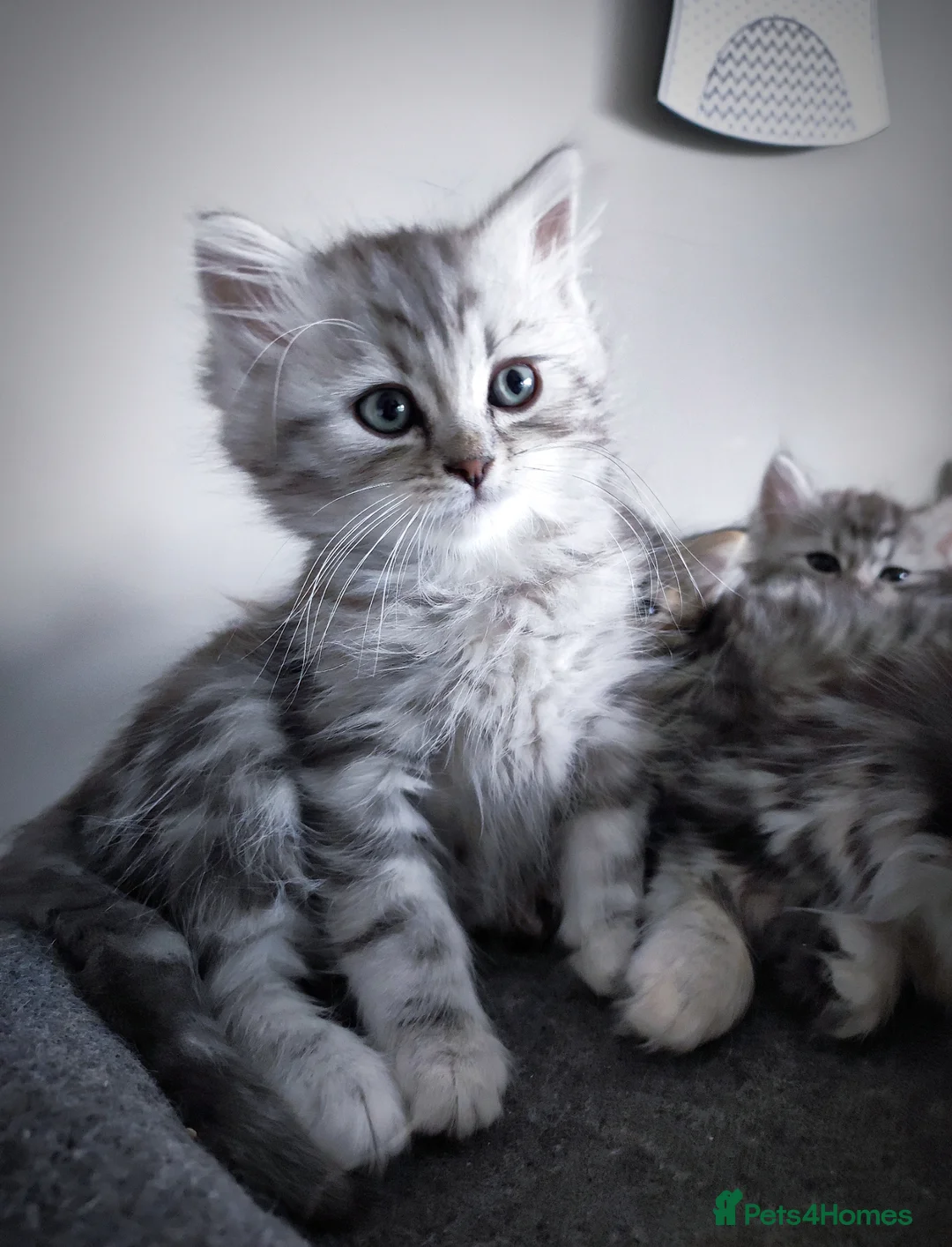 Siberian cats for sale: 🐾 Stunning Siberian cross Maine Coon Kittens 🐾 - Advert 2