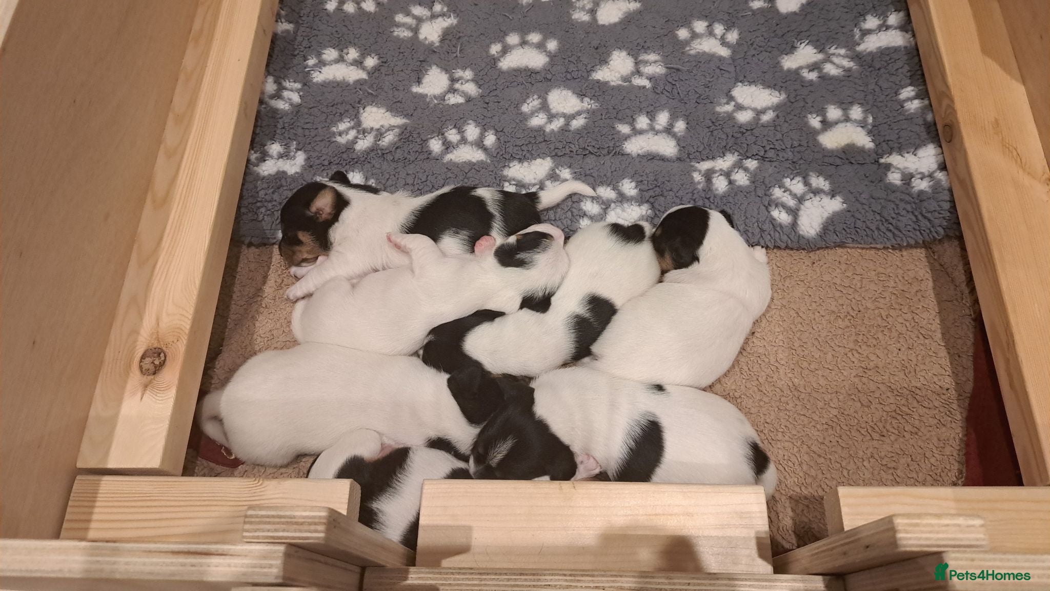 Jack Russell dogs 7 jack russell puppies for sale  - Advert 1