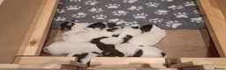 Jack Russell dogs for sale: 7 jack russell puppies for sale  in Basingstoke - Advert 1