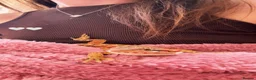 Bearded Dragon reptiles for sale: Bearded dragon and enclosure  - Advert 2