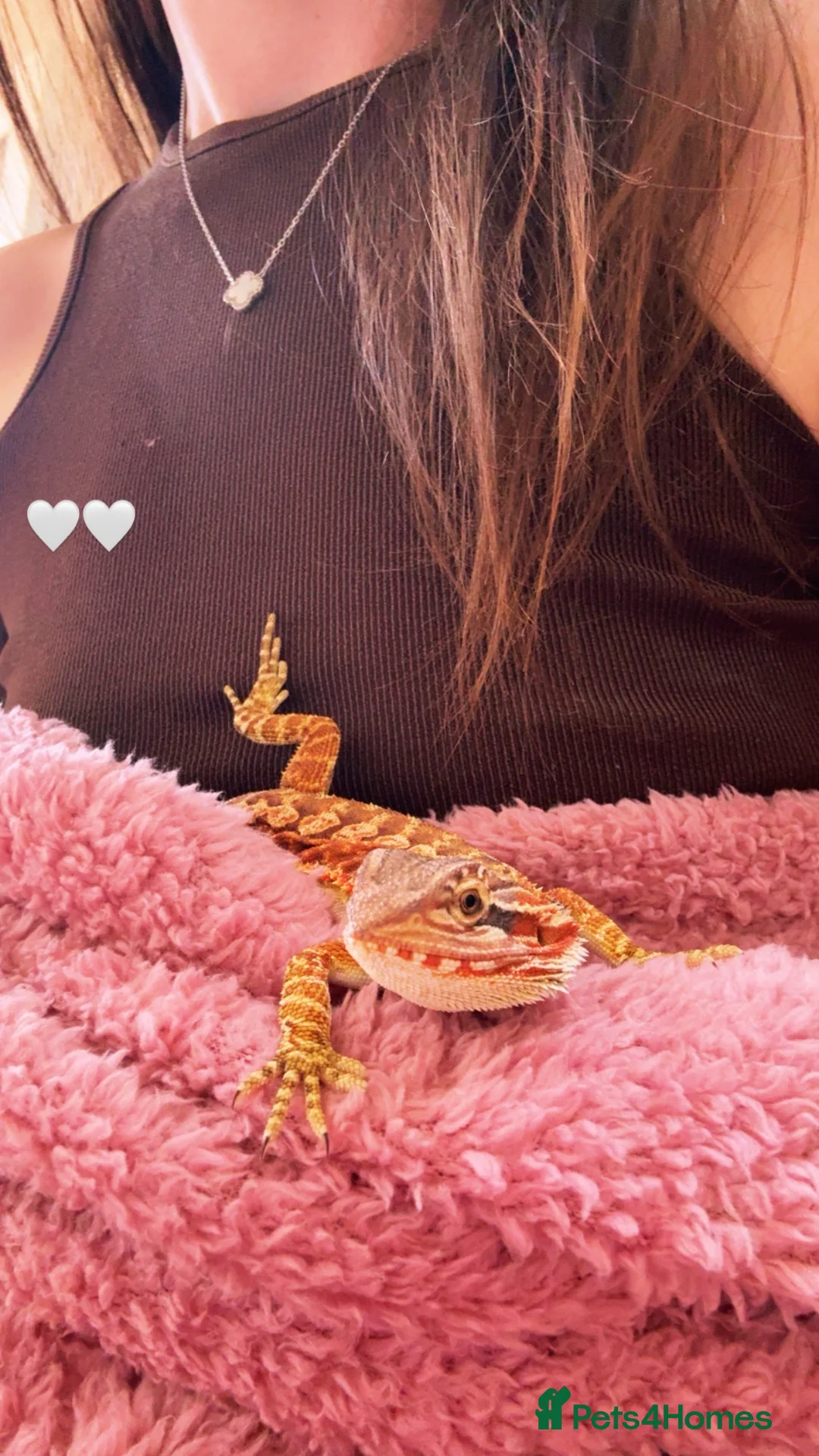 Bearded Dragon reptiles for sale: Bearded dragon and enclosure  - Advert 2