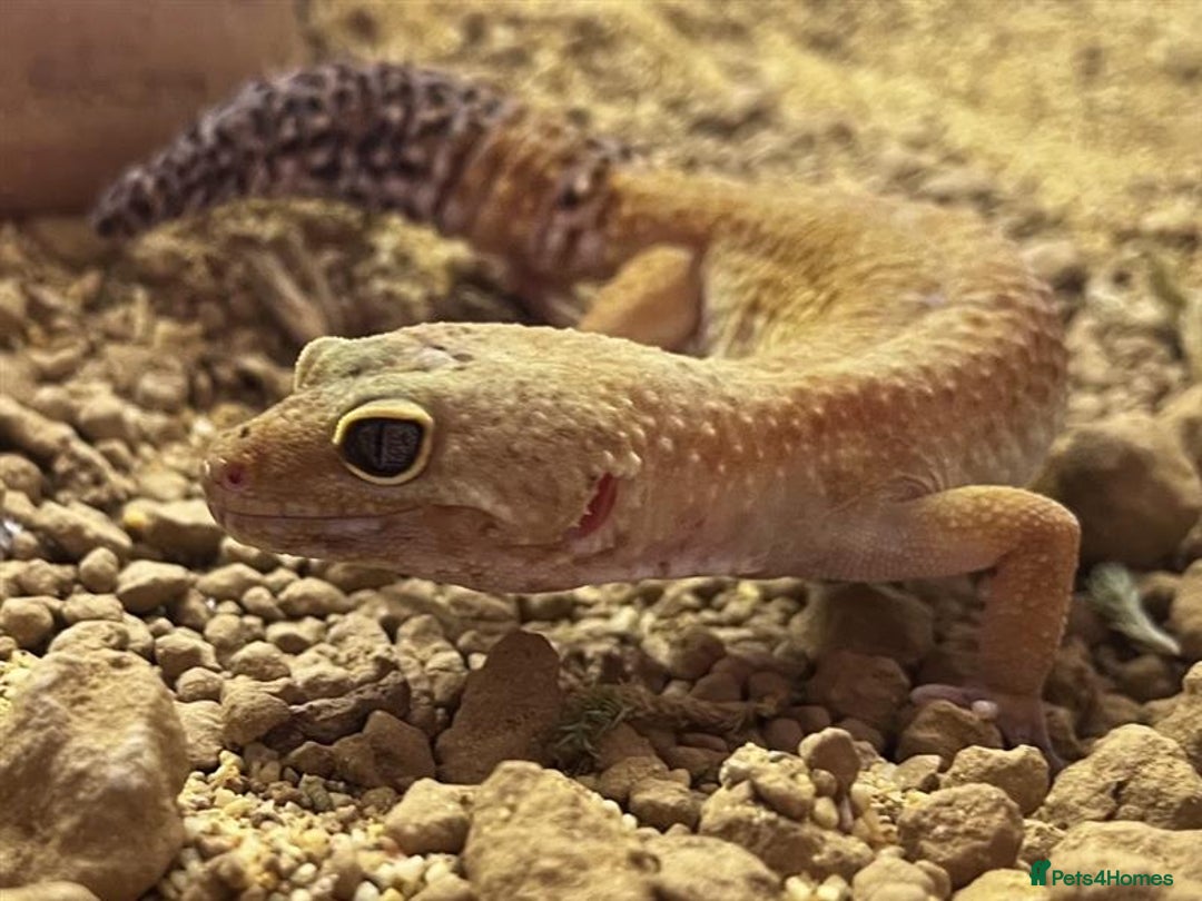 Gecko reptiles for sale: Boris - The gorgeous Gecko for sale - Image 3