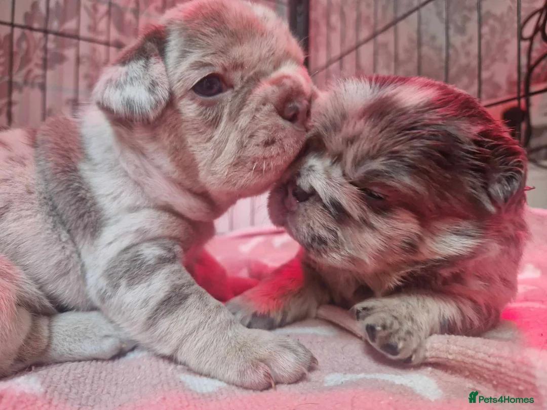 French Bulldog dogs for stud: New shade fluffy merle  in Sheffield - Advert 17