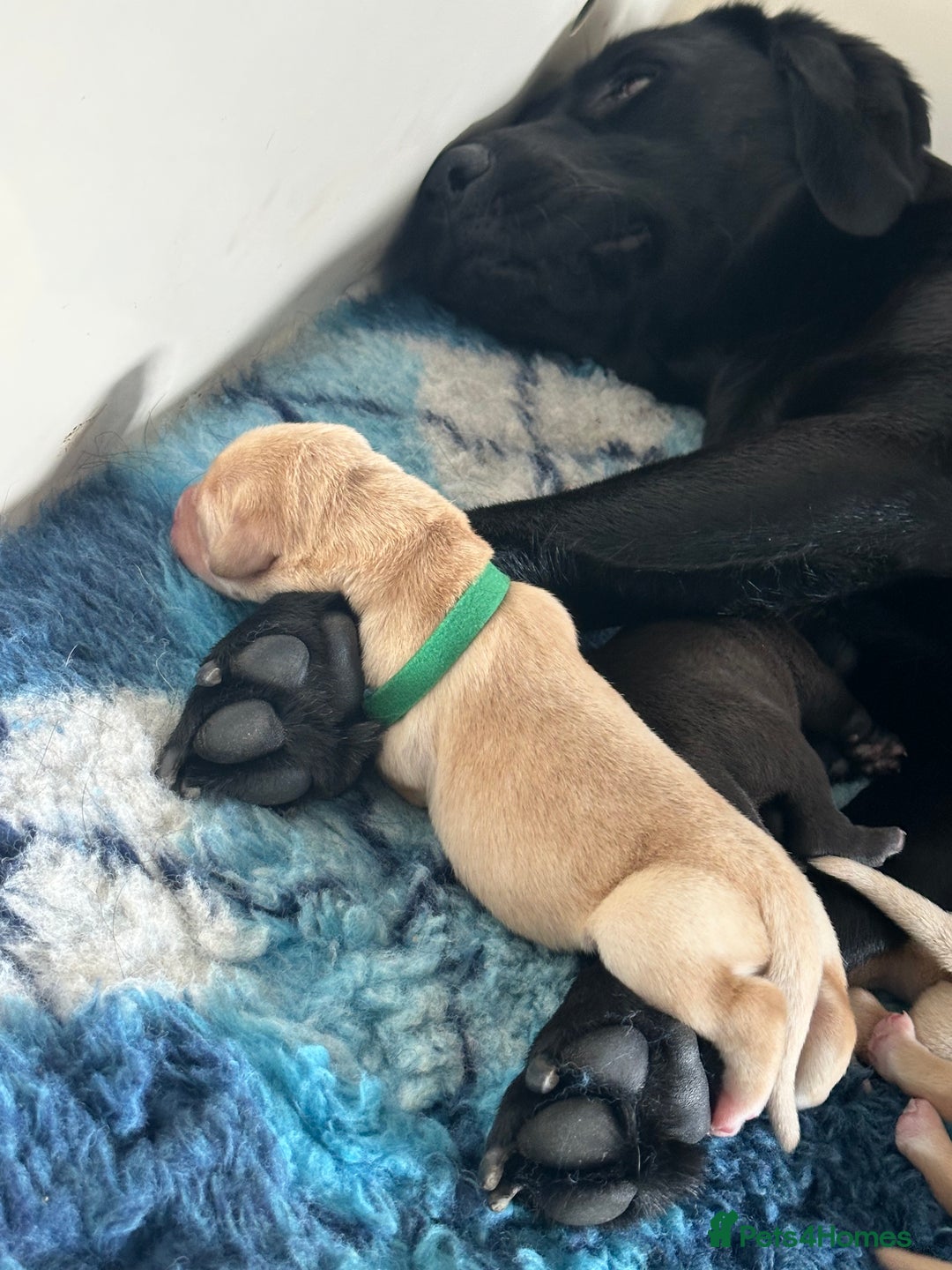 Labrador Retriever dogs for sale: Family bred Labradors ready October 28th  - Image 17