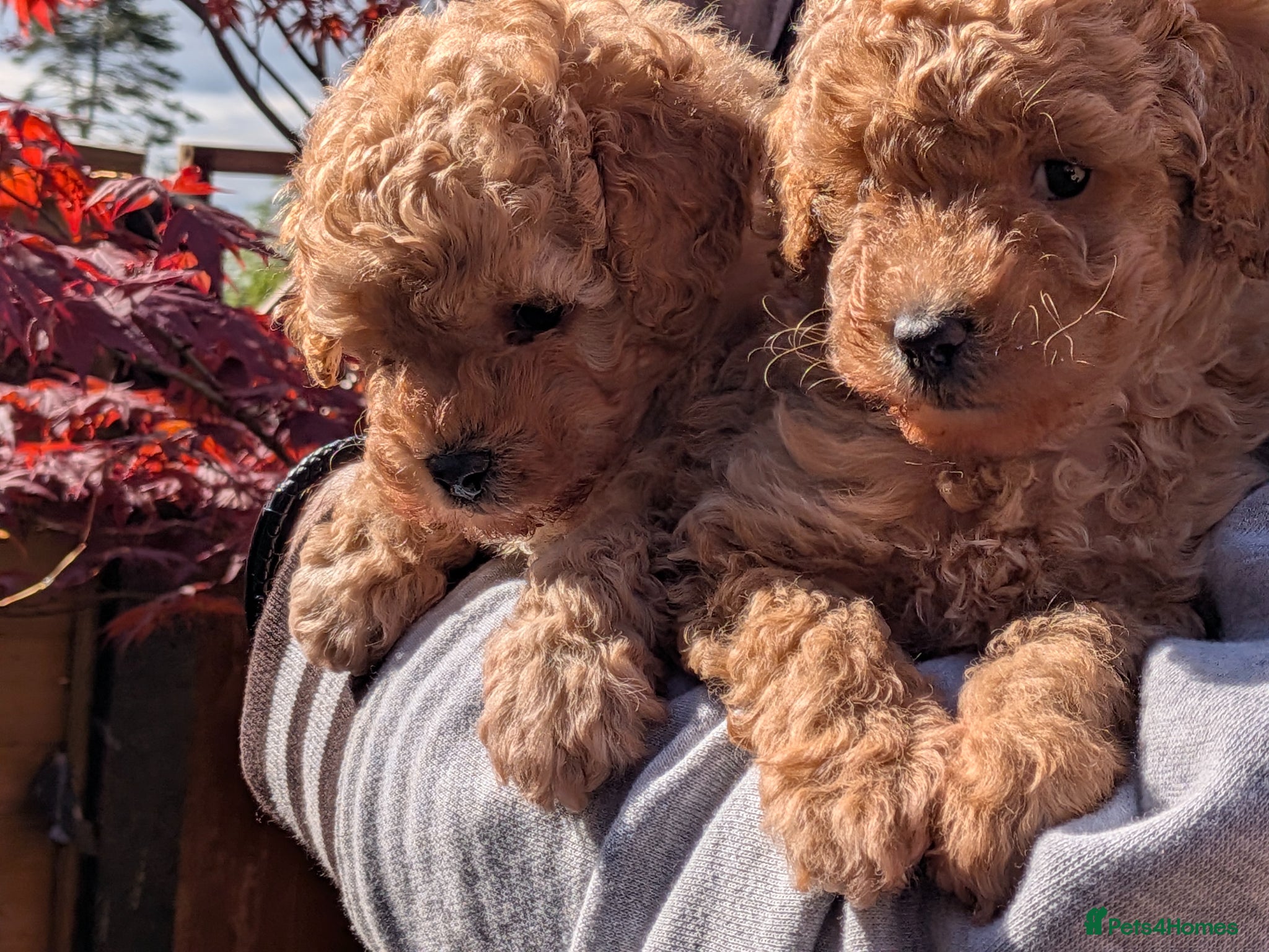 Toy Poodle dogs Stunning K.C Registered Toy Poodle Puppies - Advert 1