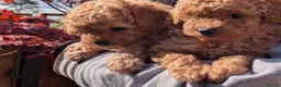 Toy Poodle dogs for sale: Stunning K.C Registered Toy Poodle Puppies - Advert 1