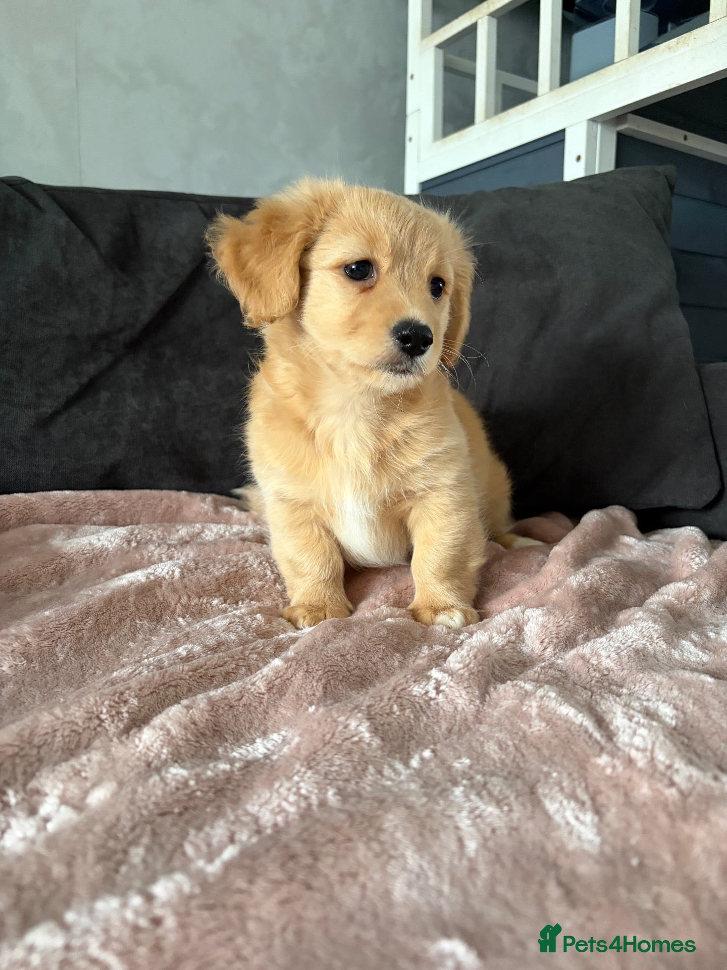 Mixed Breed dogs 💖 Mini Dachsund x Pomeranian Puppies 💙 - Advert 14